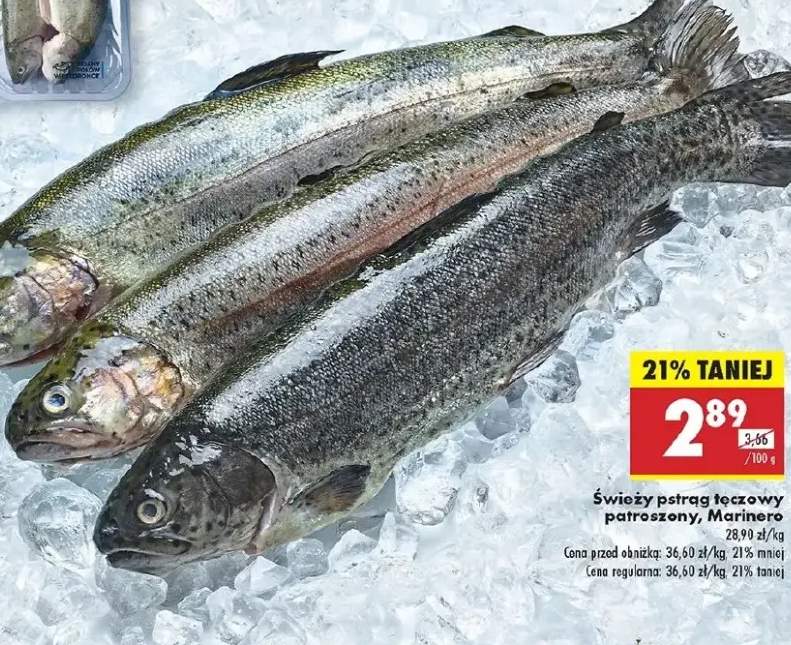 pstrąg tęczowy