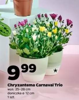chryzantema