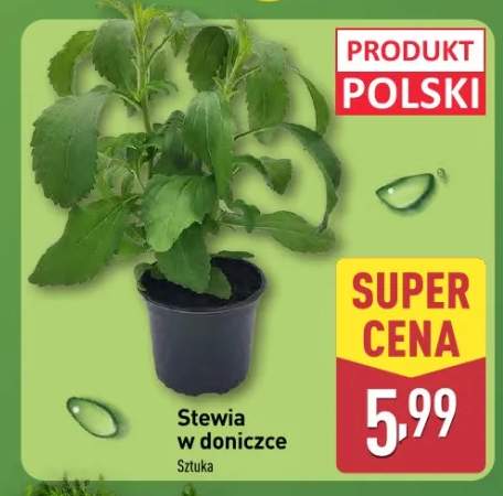 doniczka