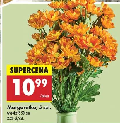 margaretka