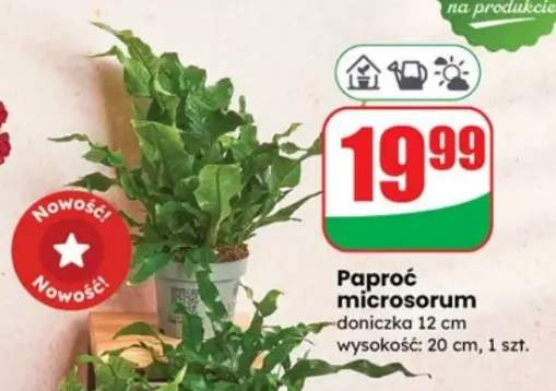 paproć