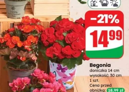 begonia