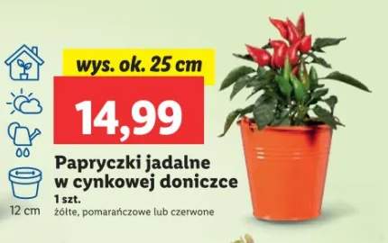 doniczka