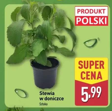 doniczka