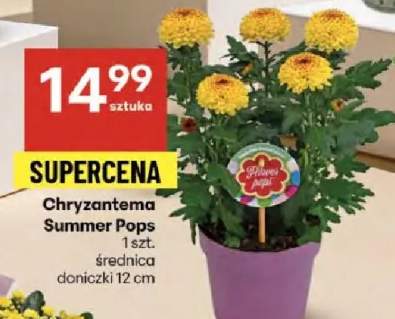 chryzantema