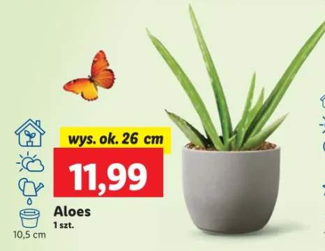 aloes