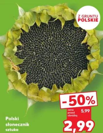 słonecznik