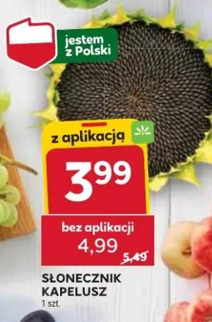 słonecznik