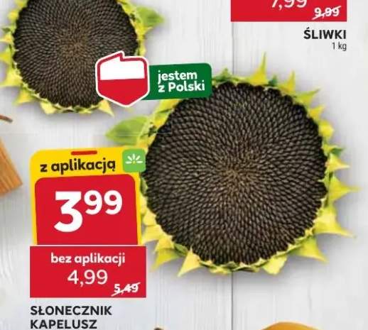 słonecznik