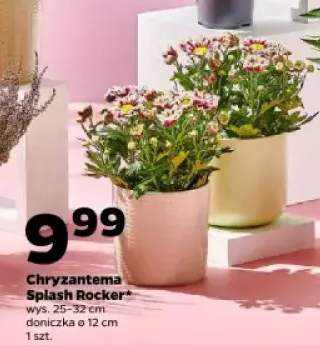 chryzantema