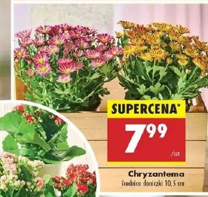 chryzantema