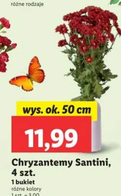 chryzantema