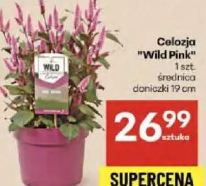 celozja