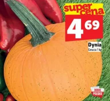 dynia