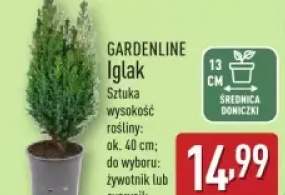 iglak