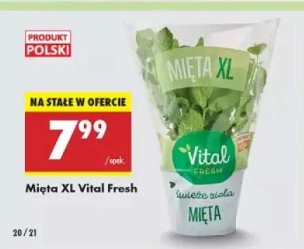 mięta