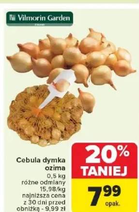 cebula dymka