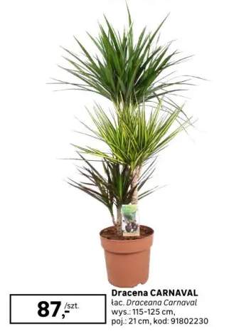 dracena
