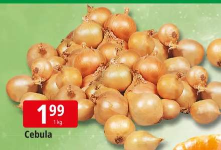 cebula