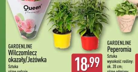 bibuła