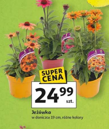 jeżówka