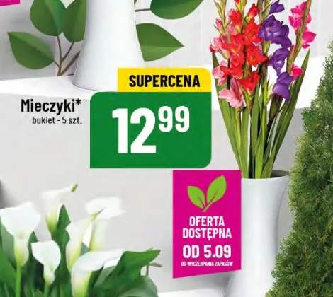 tuja szmaragd