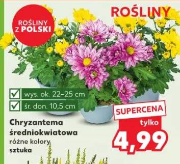 chryzantema
