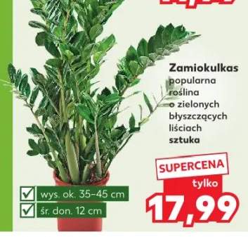 rośliny doniczkowe