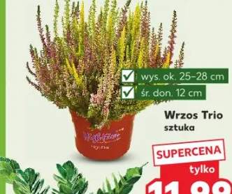 wrzos