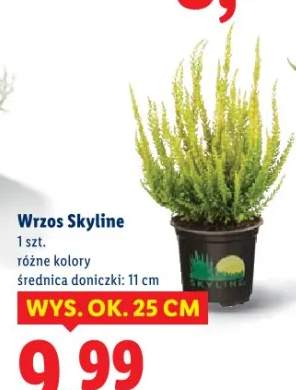 wrzos