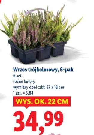 wrzos