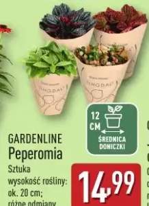 peperomia
