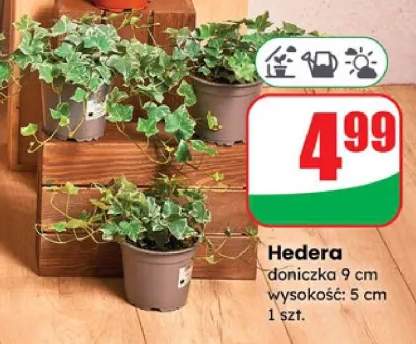 hedera