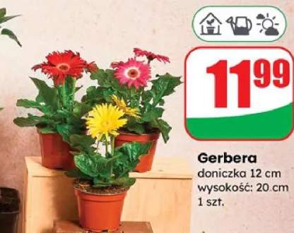 gerbera