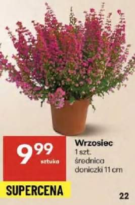 wrzosiec