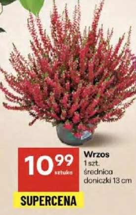 wrzos