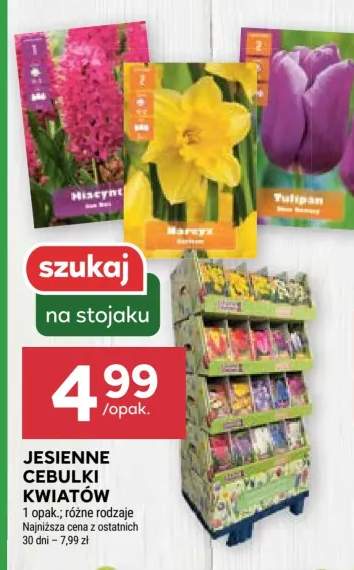 cebulki kwiatów