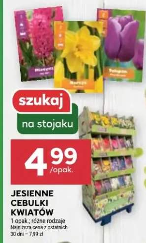 cebulki kwiatów