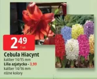 cebula