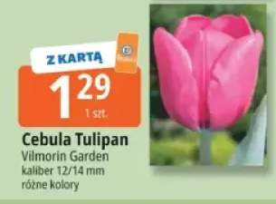 cebula