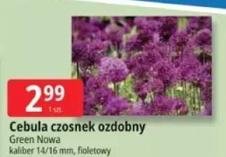 cebula