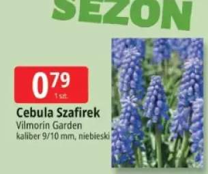 cebula