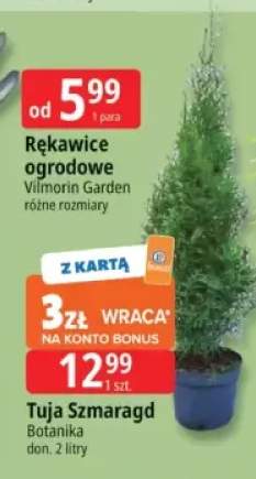 tuja szmaragd