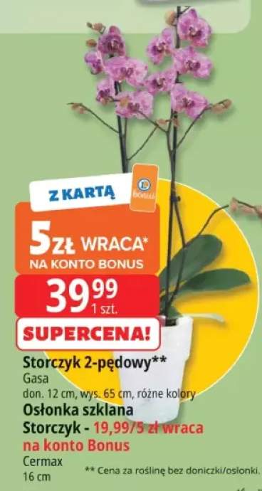 storczyk
