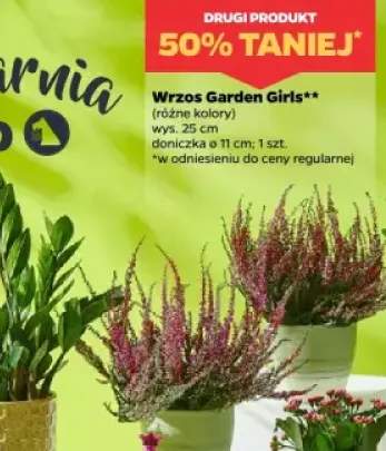 wrzos