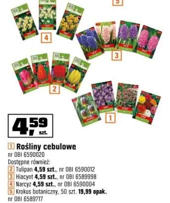 cebulki kwiatów