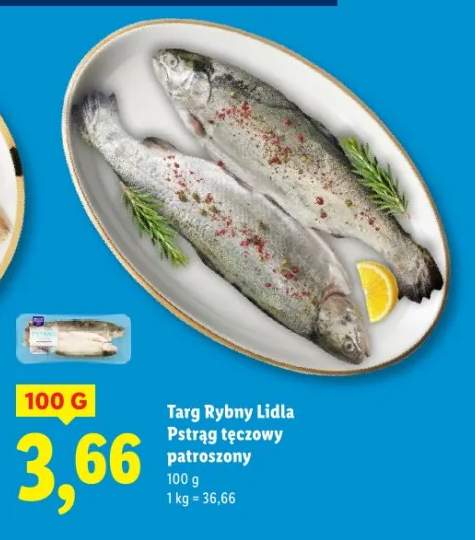 pstrąg tęczowy