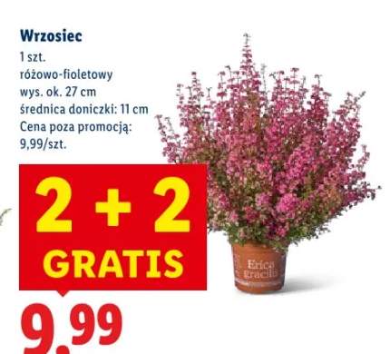 wrzosiec