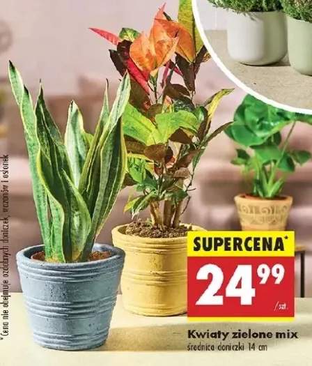 kwiaty zielone