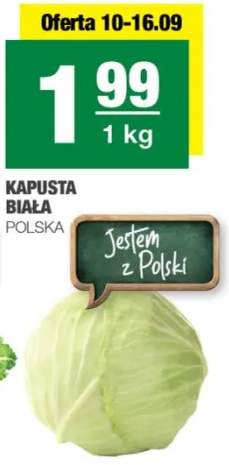 kapusta biała